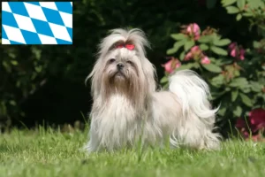 Mehr über den Artikel erfahren Shih Tzu Züchter und Welpen in Bayern