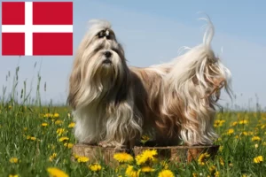 Mehr über den Artikel erfahren Shih Tzu Züchter und Welpen in Dänemark