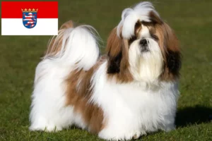 Mehr über den Artikel erfahren Shih Tzu Züchter und Welpen in Hessen