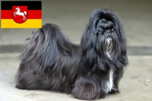 Mehr über den Artikel erfahren Shih Tzu Züchter und Welpen in Niedersachsen