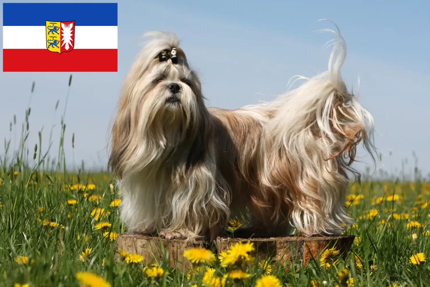 Mehr über den Artikel erfahren Shih Tzu Züchter und Welpen in Schleswig-Holstein