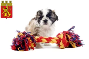 Mehr über den Artikel erfahren Shih Tzu Züchter und Welpen in Altenkirchen (Westerwald)