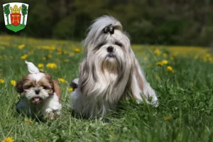 Mehr über den Artikel erfahren Shih Tzu Züchter und Welpen in Aurich