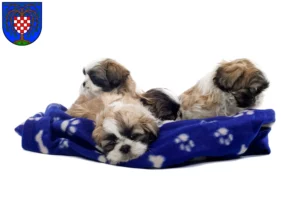 Mehr über den Artikel erfahren Shih Tzu Züchter und Welpen in Birkenfeld (Nahe)