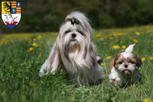 Mehr über den Artikel erfahren Shih Tzu Züchter und Welpen in Brake (Unterweser)