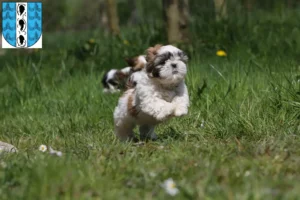 Mehr über den Artikel erfahren Shih Tzu Züchter und Welpen in Bregenz