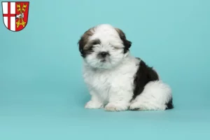 Mehr über den Artikel erfahren Shih Tzu Züchter und Welpen in Cochem