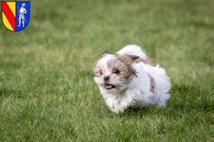 Mehr über den Artikel erfahren Shih Tzu Züchter und Welpen in Emmendingen