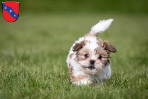 Mehr über den Artikel erfahren Shih Tzu Züchter und Welpen in Erbach (Odenwald)