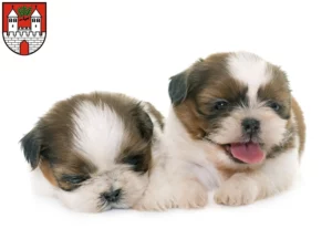 Mehr über den Artikel erfahren Shih Tzu Züchter und Welpen in Eschwege