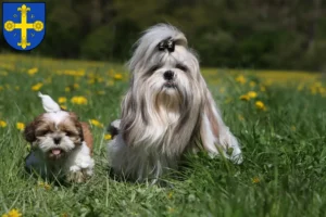 Mehr über den Artikel erfahren Shih Tzu Züchter und Welpen in Eutin