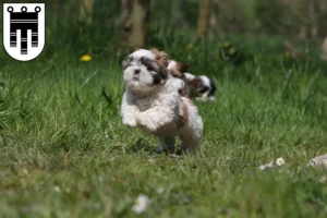 Mehr über den Artikel erfahren Shih Tzu Züchter und Welpen in Feldkirch