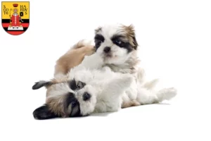 Mehr über den Artikel erfahren Shih Tzu Züchter und Welpen in Gotha