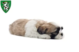 Mehr über den Artikel erfahren Shih Tzu Züchter und Welpen in Graz