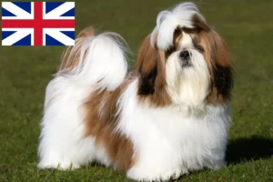 Mehr über den Artikel erfahren Shih Tzu Züchter und Welpen in Großbritannien