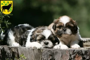 Mehr über den Artikel erfahren Shih Tzu Züchter und Welpen in Güstrow