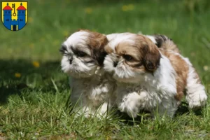 Mehr über den Artikel erfahren Shih Tzu Züchter und Welpen in Haldensleben