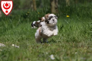 Mehr über den Artikel erfahren Shih Tzu Züchter und Welpen in Halle (Saale)