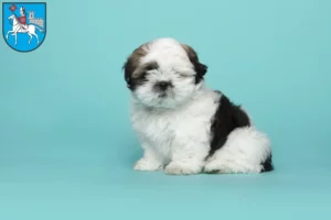 Mehr über den Artikel erfahren Shih Tzu Züchter und Welpen in Heilbad Heiligenstadt