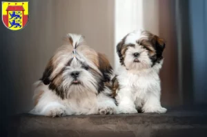 Mehr über den Artikel erfahren Shih Tzu Züchter und Welpen in Husum