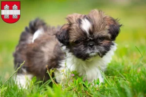 Mehr über den Artikel erfahren Shih Tzu Züchter und Welpen in Innsbruck