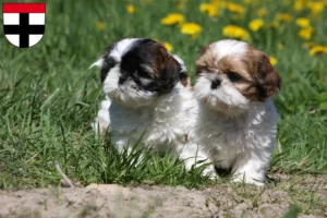 Mehr über den Artikel erfahren Shih Tzu Züchter und Welpen in Konstanz