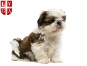 Mehr über den Artikel erfahren Shih Tzu Züchter und Welpen in Lugano