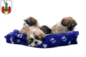 Mehr über den Artikel erfahren Shih Tzu Züchter und Welpen in Magdeburg