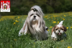 Mehr über den Artikel erfahren Shih Tzu Züchter und Welpen in Merseburg