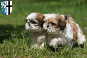 Mehr über den Artikel erfahren Shih Tzu Züchter und Welpen in Meschede