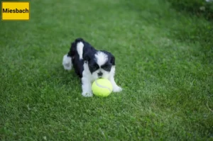 Mehr über den Artikel erfahren Shih Tzu Züchter und Welpen in Miesbach