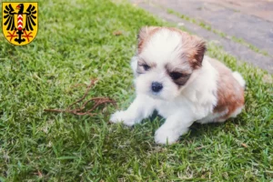 Mehr über den Artikel erfahren Shih Tzu Züchter und Welpen in Neuenburg