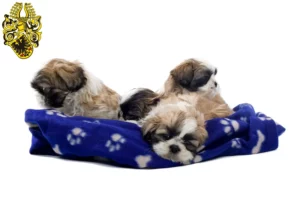 Mehr über den Artikel erfahren Shih Tzu Züchter und Welpen in Nordhausen