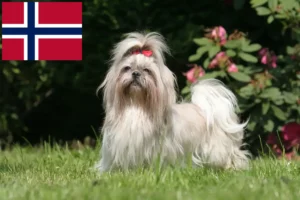 Mehr über den Artikel erfahren Shih Tzu Züchter und Welpen in Norwegen