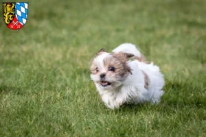 Mehr über den Artikel erfahren Shih Tzu Züchter und Welpen in der Oberpfalz