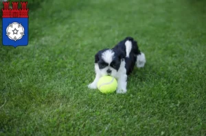 Mehr über den Artikel erfahren Shih Tzu Züchter und Welpen in Ottweiler