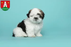 Mehr über den Artikel erfahren Shih Tzu Züchter und Welpen in Pinneberg