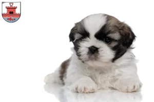 Mehr über den Artikel erfahren Shih Tzu Züchter und Welpen in Plön