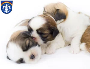 Mehr über den Artikel erfahren Shih Tzu Züchter und Welpen in Regen (Stadt)