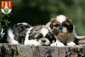 Mehr über den Artikel erfahren Shih Tzu Züchter und Welpen in Salzgitter