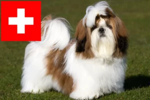 Mehr über den Artikel erfahren Shih Tzu Züchter und Welpen in der Schweiz