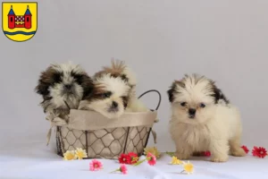 Mehr über den Artikel erfahren Shih Tzu Züchter und Welpen in Schwelm