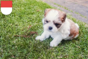 Mehr über den Artikel erfahren Shih Tzu Züchter und Welpen in Solothurn