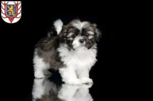 Mehr über den Artikel erfahren Shih Tzu Züchter und Welpen in Sondershausen