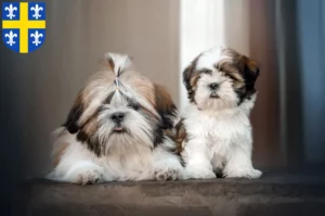 Mehr über den Artikel erfahren Shih Tzu Züchter und Welpen in St. Wendel