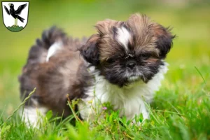 Mehr über den Artikel erfahren Shih Tzu Züchter und Welpen in Starnberg