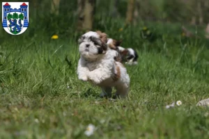 Mehr über den Artikel erfahren Shih Tzu Züchter und Welpen in Uelzen