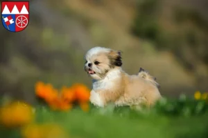 Mehr über den Artikel erfahren Shih Tzu Züchter und Welpen in Unterfranken