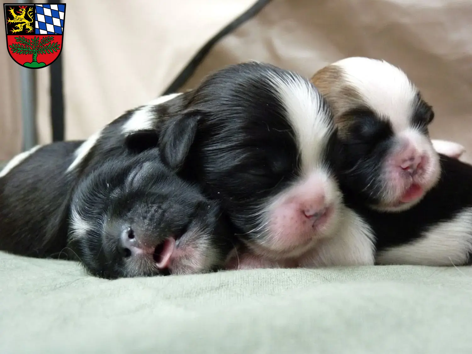 Mehr über den Artikel erfahren Shih Tzu Züchter und Welpen in Weiden in der Oberpfalz