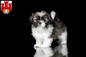 Mehr über den Artikel erfahren Shih Tzu Züchter und Welpen in Weilheim in Oberbayern